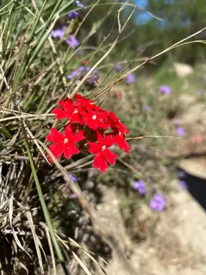 a red flower in the middle of some grass at Eco Refugio de Montaña en San Javier, Traslasierra in San Javier