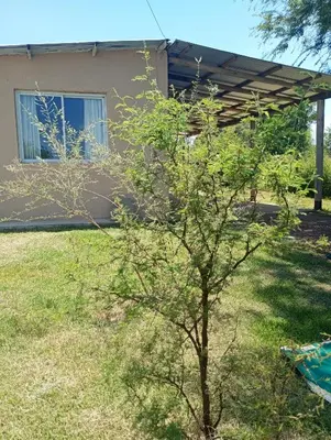 a small tree in front of a house at Casita feliz in Villa del Dique