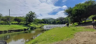 a group of animals standing next to a river at las huertitas de milele in La Porteña