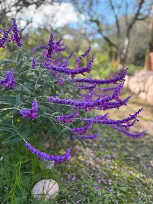 a plant with purple flowers in a garden at Chañar in Villa de Las Rosas