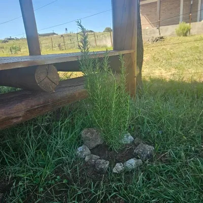 a plant in the grass next to a bench at Espacio Yacanto - Cabaña 1 in Villa Yacanto