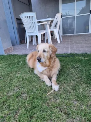 a brown dog laying on the grass in the yard at Cabañas NUEVA VIDA in Merlo