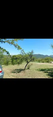 a tree in the middle of a field with a car at Crespi in San Lorenzo