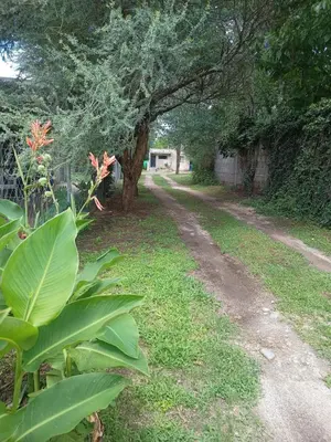 a dirt road with a tree and some grass at Bustos-Ariza in Villa Cura Brochero