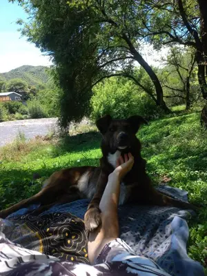 a person laying on a blanket with a dog at Casa Corna in Río Cuarto