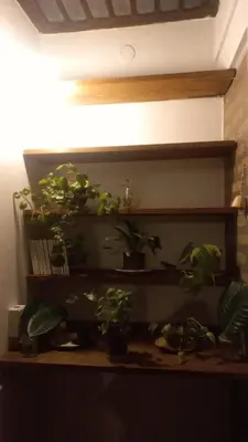 a group of plants sitting on a shelf at Casa Corna in Río Cuarto
