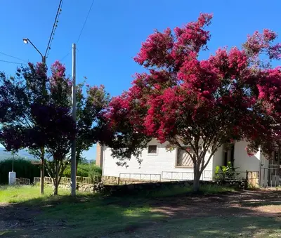 two trees with pink flowers in front of a house at San Plácido in Bialet Massé