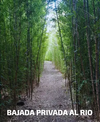 a path through the bamboo forest at Dúplex el descanso in Villa Anizacate