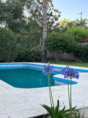 a purple flower in front of a swimming pool at Hosteria Abuelo Juan in Mina Clavero