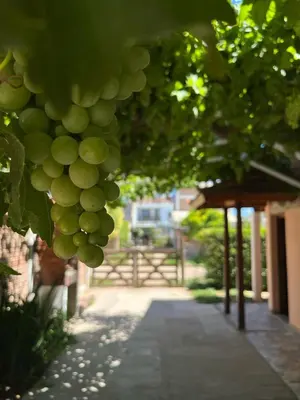 a bunch of green grapes hanging from a tree at Deptos Mabelita in Mina Clavero