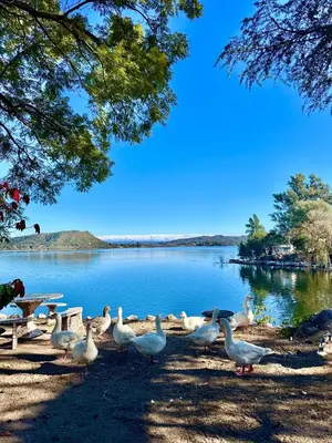a flock of ducks standing on the shore of a lake at Casa del lago in Embalse