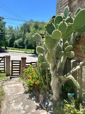 a cactus in a garden next to a fence at Los Jazmines in Alta Gracia