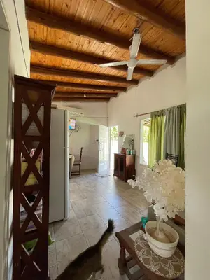 a cat standing in a living room with a ceiling at La Paz in La Paz