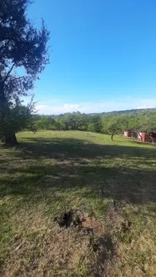 a large field with a tree in the middle of it at Cabañas Piscu Yaco in Santa Rosa de Calamuchita