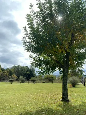 a tree in the middle of a field at Mi lugar Potrero de Garay in La Estancia