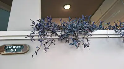 a blue plant on a wall next to a sign at Departamento 2 H VIRREY in Villa Carlos Paz