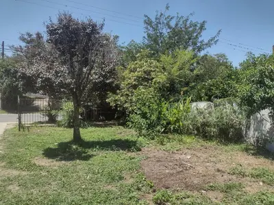 a tree in the middle of a yard at Refugio Serrano Carlos Paz parque y pileta privada in Villa Carlos Paz