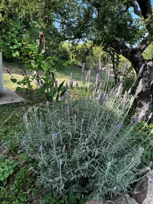 a plant with purple flowers in a garden at Cabañas Refugio del Alma in Villa Amancay