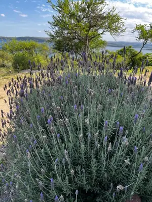 a large plant with purple flowers in a field at Cabañas Refugio del Alma in Villa Amancay