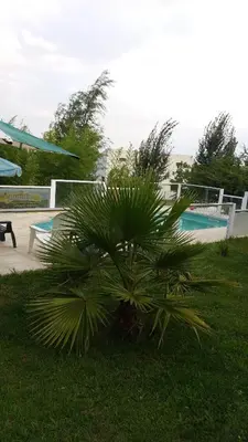 a palm tree sitting in the grass next to a pool at Cabañas atardecer soñado in Villa Yacanto
