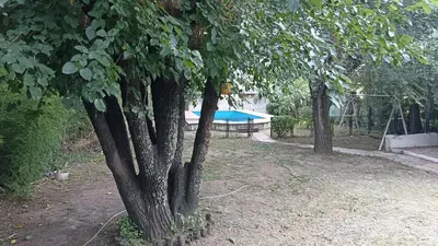 a group of trees with a pool in the background at Casa con pileta y jardín - 3 dormitorios in Villa Carlos Paz