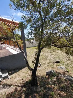 a tree in a yard next to a house at Mi Destino in Tanti