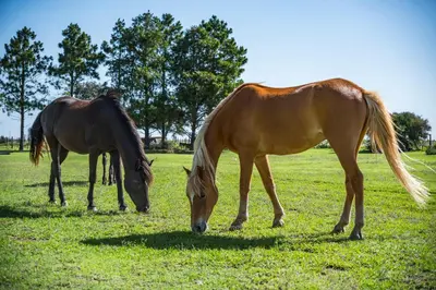 two horses grazing in a field of grass at El Encuentro Casa de Campo in Río Cuarto