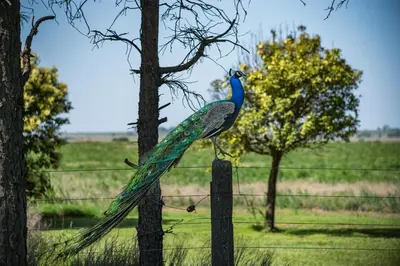 a peacock is standing on a fence at El Encuentro Casa de Campo in Río Cuarto
