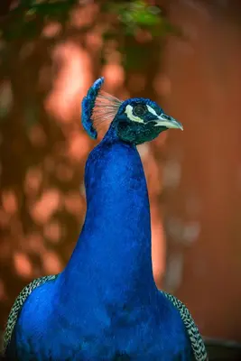 a blue peacock standing with its head up at El Encuentro Casa de Campo in Río Cuarto