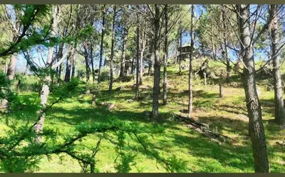 a forest filled with trees and green grass at Tierra Nuestra in Villa Ciudad de America