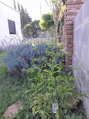 a garden with purple plants next to a brick wall at Mi mirador in Bialet Massé