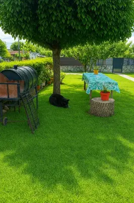 a black cat laying in the grass under a tree at Cabañas los Materos 3 in Santa María