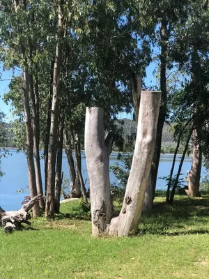 a tree stump in the grass next to a body of water at Complejo Palo Blanco in Villa Carlos Paz