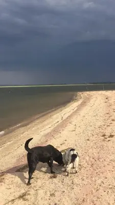 two dogs standing on a beach near the water at Villa Pepita in Villa Quillinzo