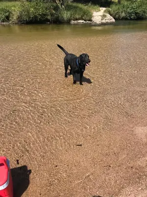 a black dog standing on the sand near water at Villa Pepita in Villa Quillinzo