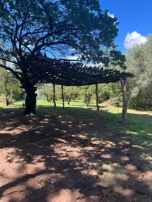 a tree in a field with a shade at Hospedaje San Javier in San Javier