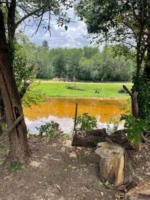 a body of water with a tree and horses in a field at Cabañas Arenas del Panaholma in Villa Cura Brochero