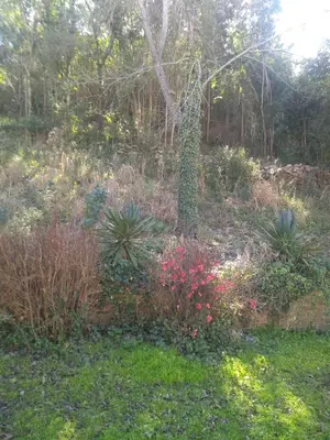 a garden with many different plants and a tree at Estancia San Carlos in Villa del Dique