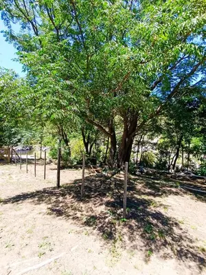 a tree in the middle of a field at Loft de Montaña y Playa VenTeVeo in Atos Pampa