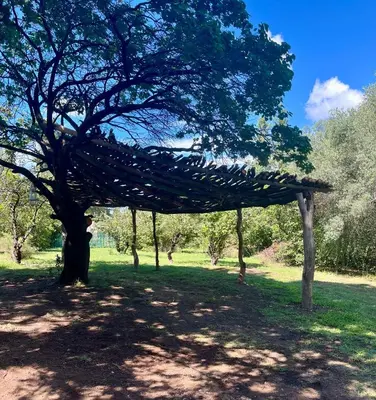 a tree with a covering on it in a field at Hospedaje San Javier in San Javier