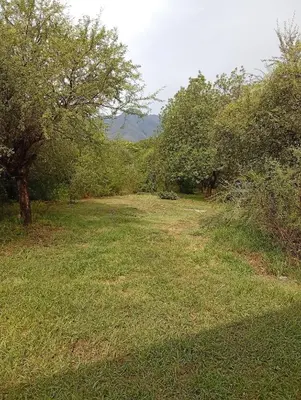a field of grass with trees in the background at Don Federico in San Javier