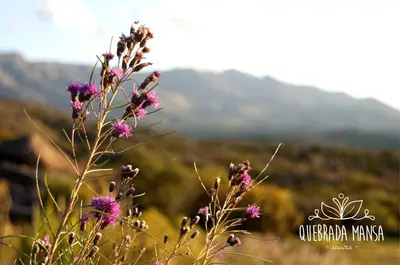 a plant with purple flowers in front of a mountain at Quebrada Mansa in Nono
