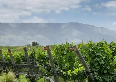 a vineyard with mountains in the background at Posada & Bodega La Matilde in San Javier