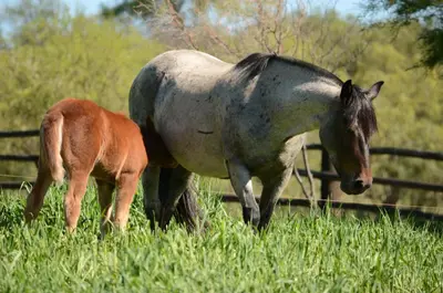 a horse and a baby horse standing in a field at Posada & Bodega La Matilde in San Javier