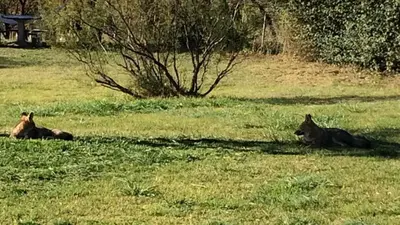 two horses laying in the grass in a field at Parque Los Nogales Apart Hotel in Merlo
