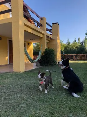 a dog and a kitten sitting in the grass next to a house at Sonnen Haus in Villa General Belgrano