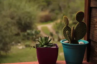 two potted plants sitting on a window sill at Samsara Traslasierra in Los Hornillos