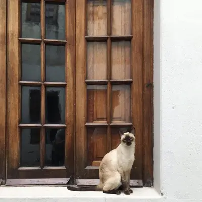 a cat sitting in front of a wooden door at Casa Helsinki in Cordoba