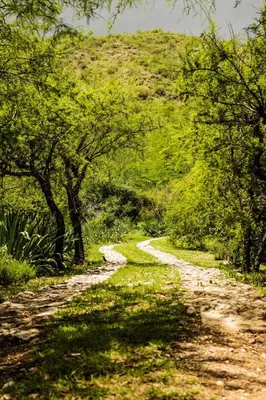 a dirt road with trees on the side of a hill at Cabañas Mirasoles in Villa General Belgrano