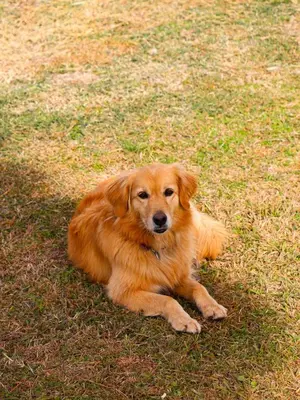 a brown dog laying on the grass in the grass at Posada Buen Camino in Nono